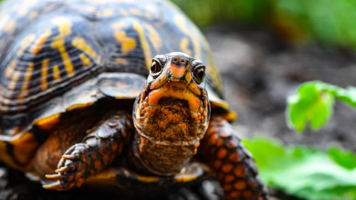 Gli animali considerati muti in realtà parlano